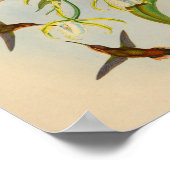  1861 Hermit Hummingbird Print (Hoek)