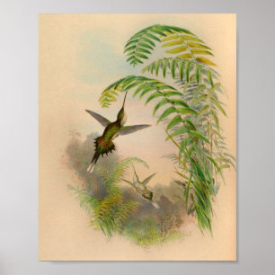  1861 Hermit Hummingbird Print