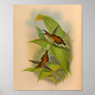  1861 Hermit Hummingbird Print