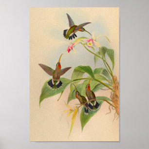  1861 Hermit Hummingbird Print
