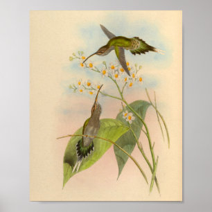  1861 Hermit Hummingbird Print