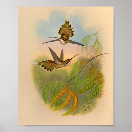  1861 Hermit Hummingbird Print (Voorkant)