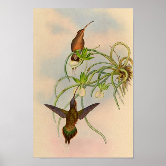 1861 Hermit Hummingbird Print (Voorkant)