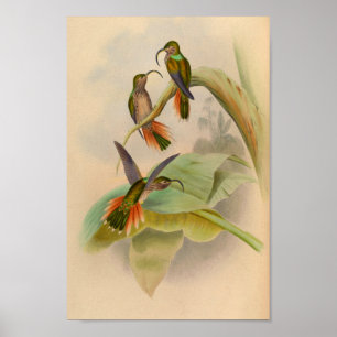  1861 Hummingbird Print Sickle Billing