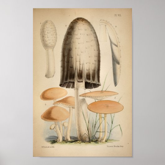 1863 Bruin witte Petten — Paddenstoelen Kunst afd Poster (Voorkant)
