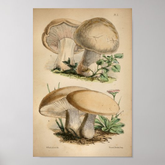 1863 Common White Mushrooms Art afdrukken Poster (Voorkant)