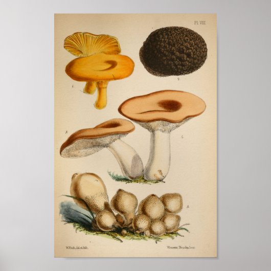  1863 Paddenstoelen met bruin geel Pet Poster (Voorkant)