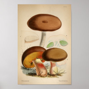 1863 Paddenstoelen met bruin Pet Kunst afdrukken Poster