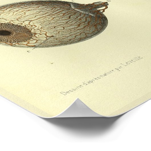 1866 Anatomie van het menselijk oog afdrukken Poster (Hoek)