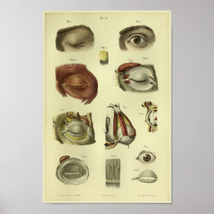 1866 Anatomie van het menselijk oog afdrukken Poster