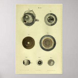 1866 Anatomie van het menselijk oog afdrukken Poster