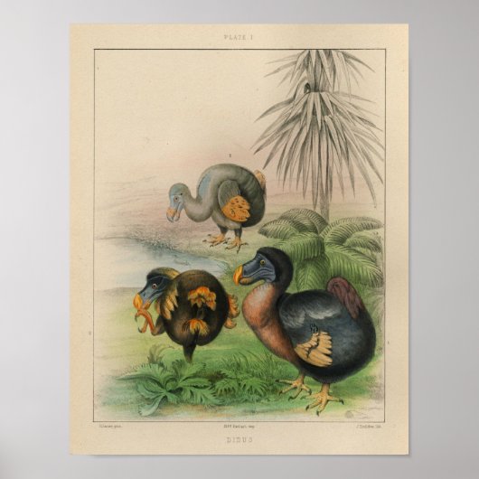 1866 Dodo Bird  Color Print (Voorkant)