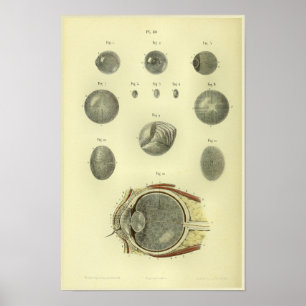 1866 Humaan oog Cornea Anatomy Print