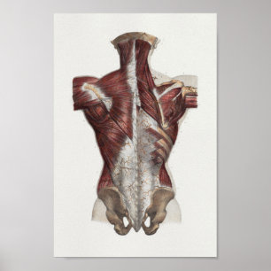 1867 Achterhalsspieren  anatomie Afdrukken Poster