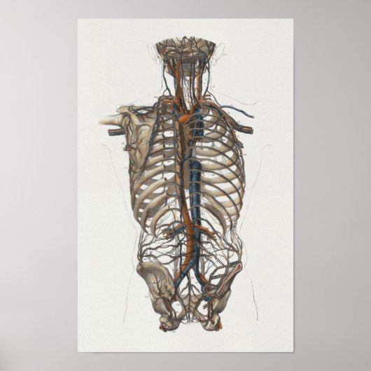 1867 Aorta Skeleton Anatomy Print (Voorkant)