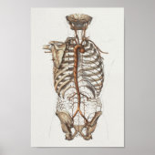 1867 Aorta Skeleton  Anatomy Print (Voorkant)