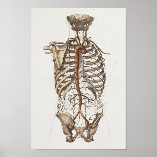 1867 Aorta Skeleton  Anatomy Print (Voorkant)