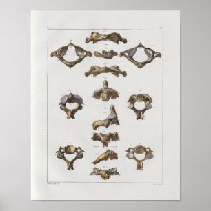 1867 Cervicale vertebrae anatomie afdrukken Poster