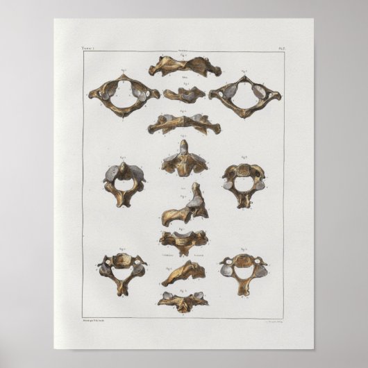 1867 Cervicale vertebrae anatomie afdrukken Poster (Voorkant)