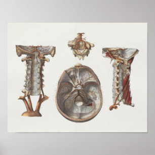 1867 Cervicale wervelkolom anatomie afdrukken Poster