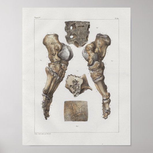 1867 Foot Ankle Botten  Anatomy Print (Voorkant)