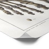 1867 Foot Ankle Botten  Anatomy Print (Hoek)