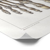 1867 Foot Botten  Anatomy Print (Hoek)