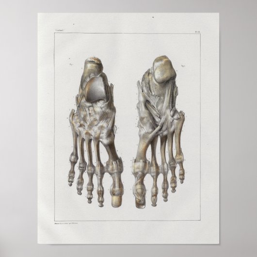 1867 Foot Botten  Anatomy Print (Voorkant)