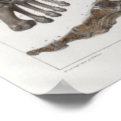 1867 Foot Botten  Anatomy Print (Hoek)