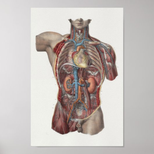 1867 Heart Kidney Anatomy Print (Voorkant)