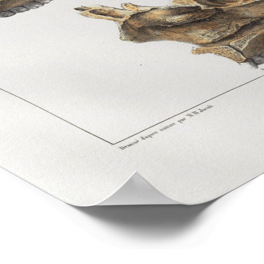 1867 Humaan Anatomie Afdrukken Poster (Hoek)