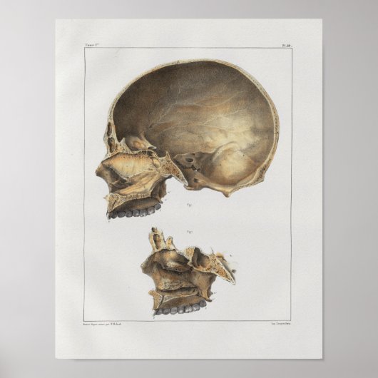 1867 Humaan Anatomie Afdrukken Poster (Voorkant)