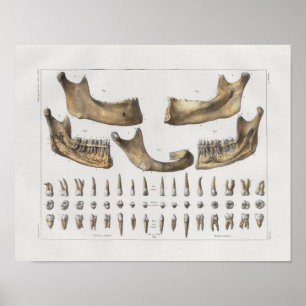 1867 Jaw Teeth Dental Anatomy Print