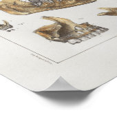 1867 Jaw Teeth Dental Anatomy Print (Hoek)