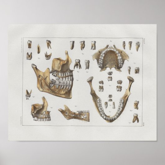 1867 Jaw Teeth Dental Anatomy Print (Voorkant)