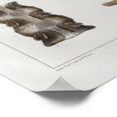 1867 Lumbar Spine Anatomie Vintage Impression (Coin)