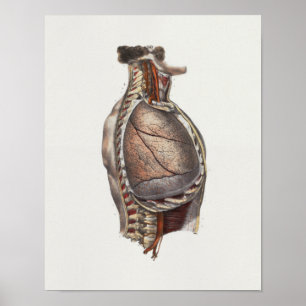 1867 Lungs  anatomie op de borst Poster
