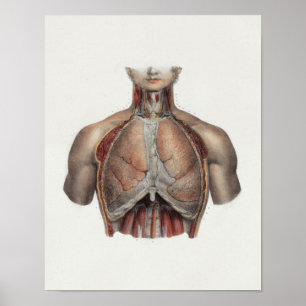 1867 Lungs Chest  Anatomy Print