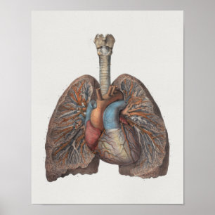 1867 Lungs Hart anatomie Afdrukken Poster