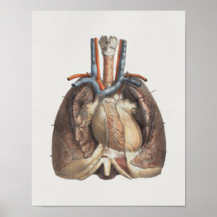 1867 Lungs Hart anatomie Afdrukken Poster