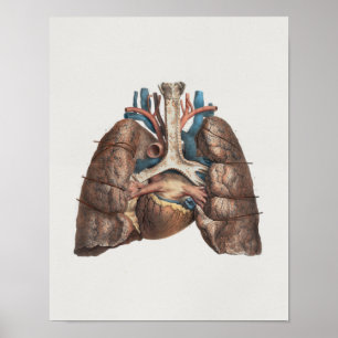 1867 Lungs Hart anatomie Afdrukken Poster