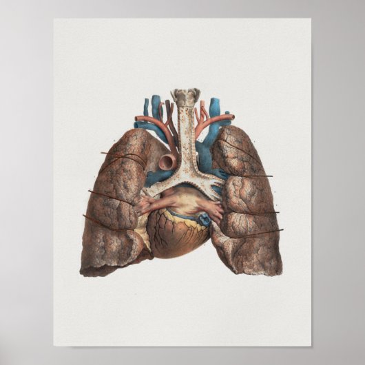1867 Lungs Hart  anatomie Afdrukken Poster (Voorkant)