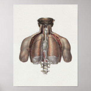 1867 Lungs ruggengraat  anatomie afdrukken Poster