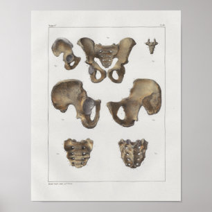 1867 Pelvic Botten Anatomie Afdrukken Poster