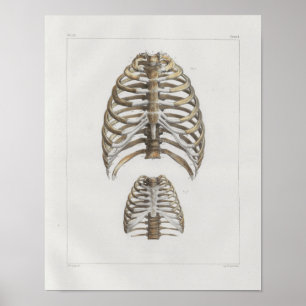 1867 Rib Botten Anatomie Afdrukken Poster