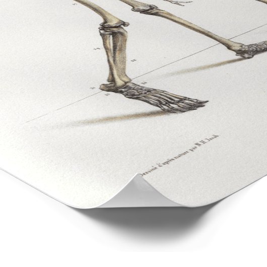 1867 Skelet Botten  Anatomie Medical Print (Hoek)