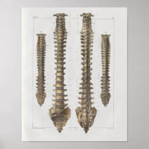 1867 Spinale kolom  anatomie Medische druk Poster