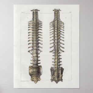 1867 Spinale kolom Botten  anatomie Afdrukken Poster