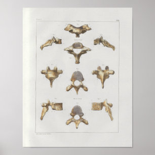 1867 Spinale vertebrae  Anatomie Afdrukken Poster