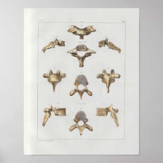 1867 Spinale vertebrae  Anatomie Afdrukken Poster (Voorkant)